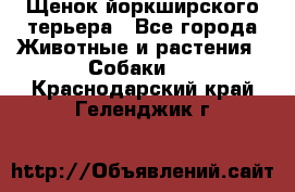 Щенок йоркширского терьера - Все города Животные и растения » Собаки   . Краснодарский край,Геленджик г.